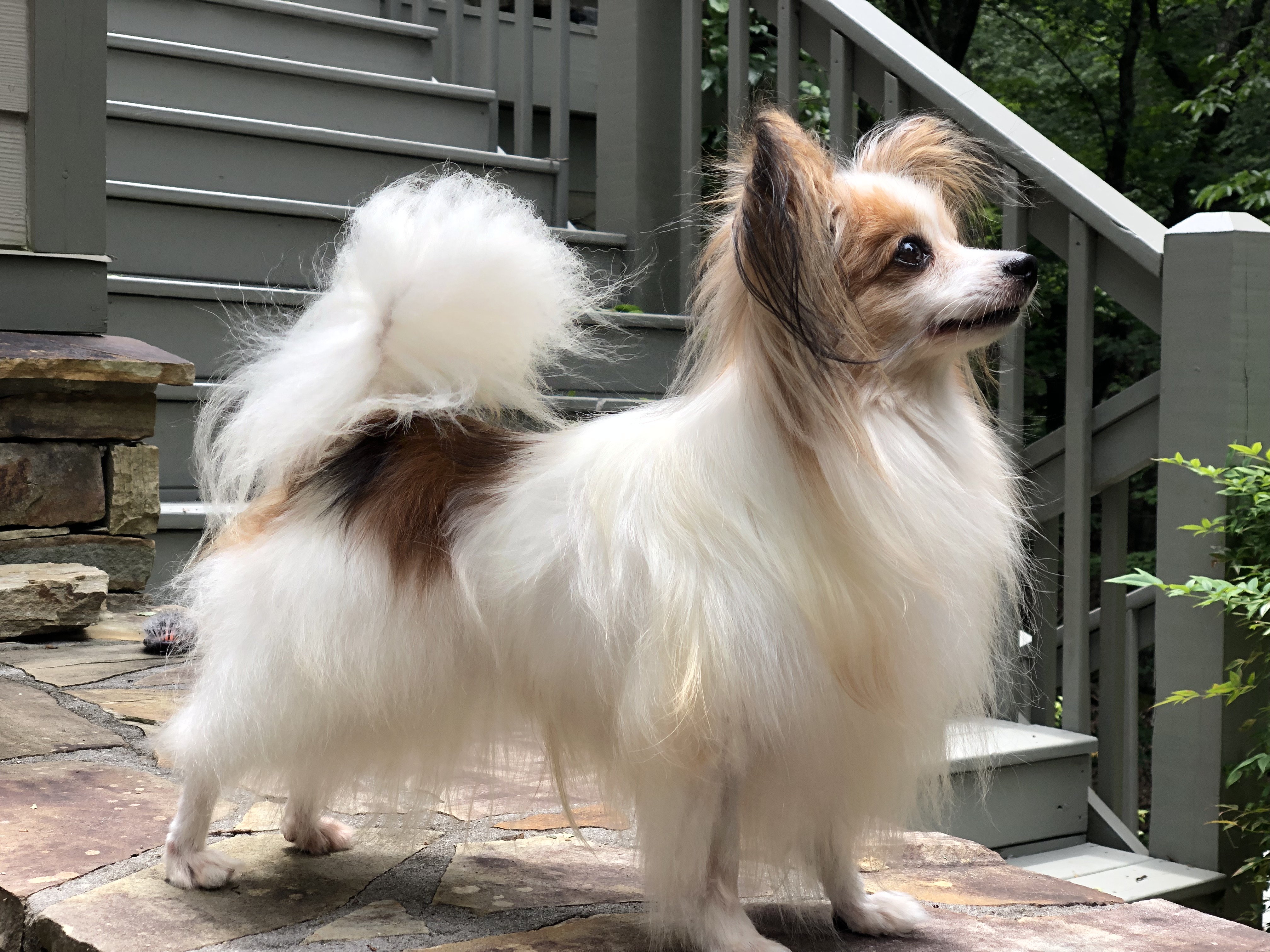 Show me your pets! | Page 2 | MartinLogan Audio Owners Forum